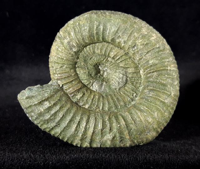 Orthosphinctes polygyratus (REINECKE 1818) - Bild © FossNet FossilienStore